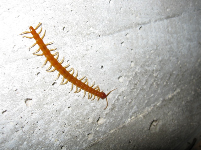 Litobiomorpho e Cryptopidae