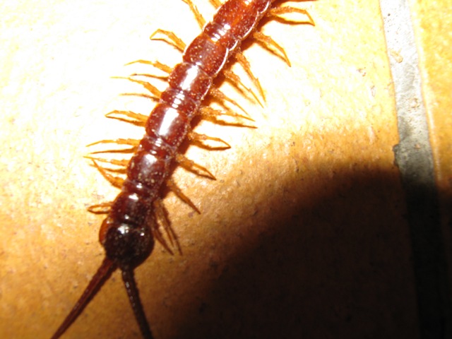 Litobiomorpho e Cryptopidae