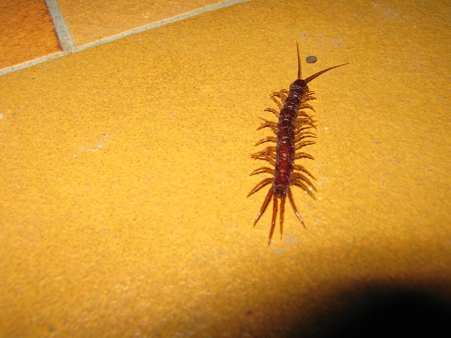 Litobiomorpho e Cryptopidae