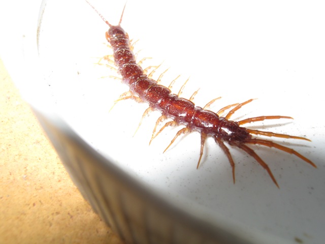 Litobiomorpho e Cryptopidae