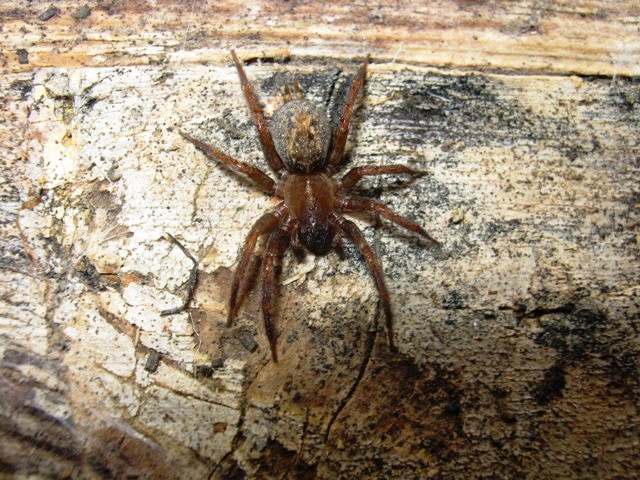 Lycosoides coarctata; Lithobius sp; Amaurobius sp.