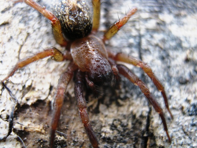 Lycosoides coarctata; Lithobius sp; Amaurobius sp.