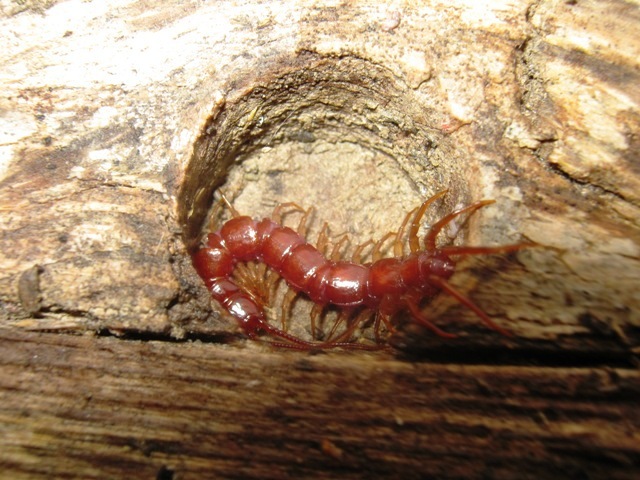 Lycosoides coarctata; Lithobius sp; Amaurobius sp.