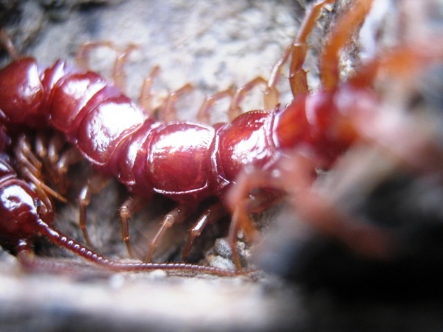 Lycosoides coarctata; Lithobius sp; Amaurobius sp.