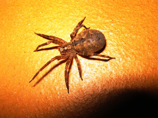 Zoropsis sp.