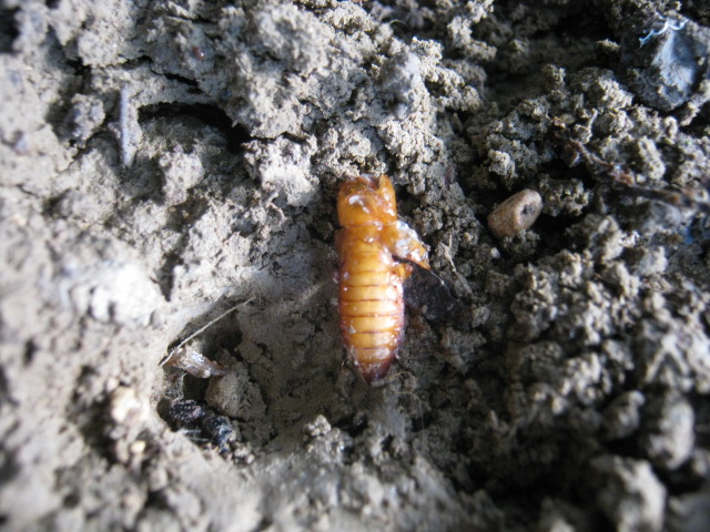 Pupa da identificare