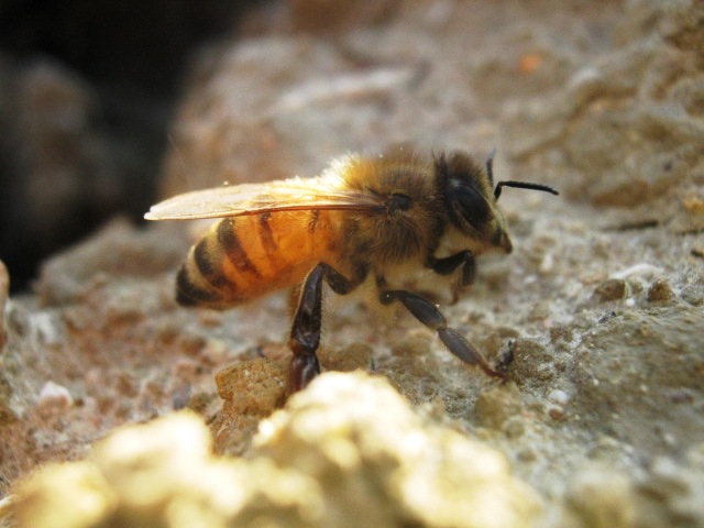 Apis mellifera (Apidae)