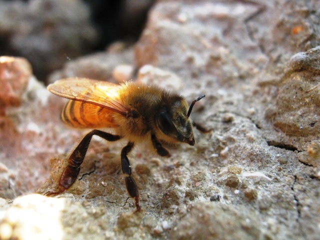 Apis mellifera (Apidae)