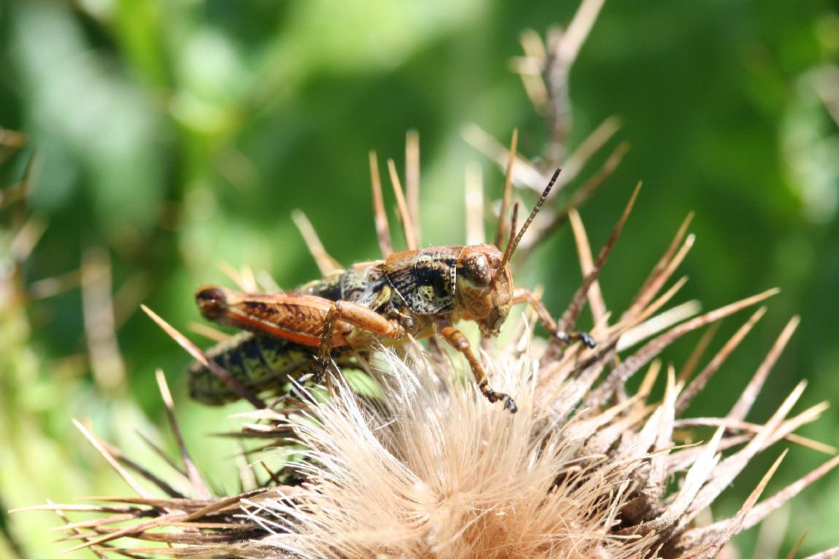 Sul Corno alle Scale: Ninfe di Podisma sp. e Tettigonia sp.