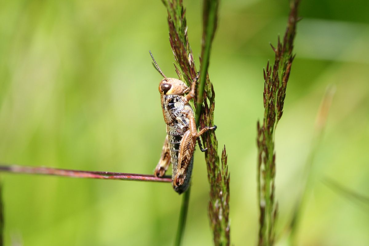 Sul Corno alle Scale: Ninfe di Podisma sp. e Tettigonia sp.