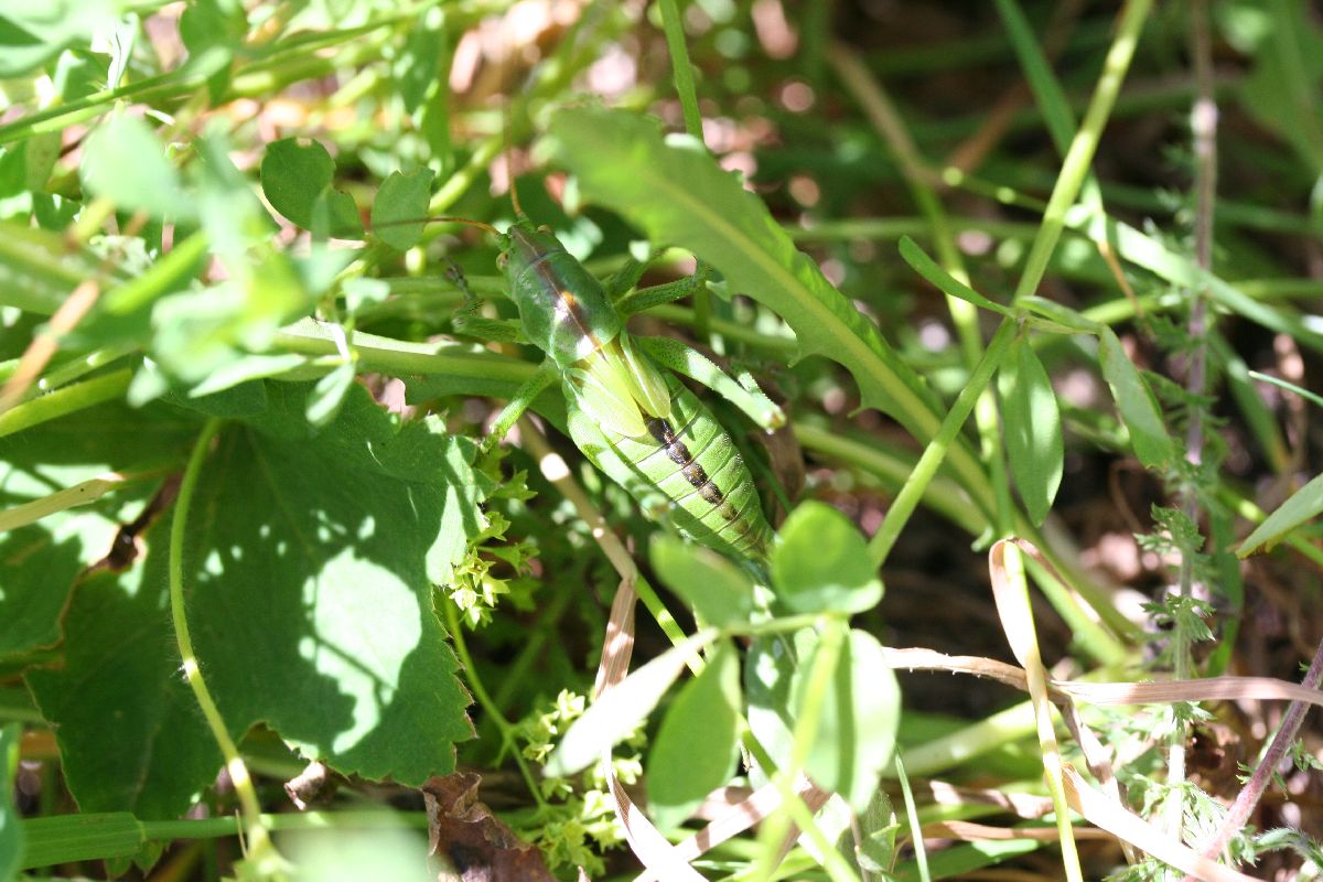 Sul Corno alle Scale: Ninfe di Podisma sp. e Tettigonia sp.