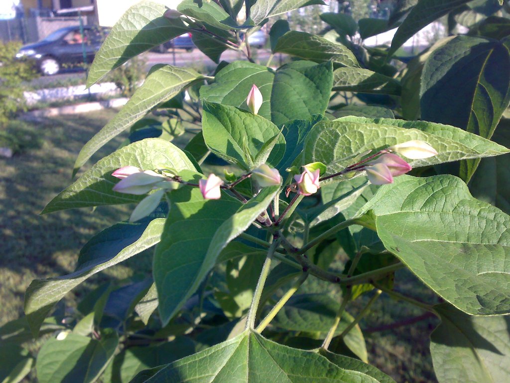 Clerodendrum trichotomum