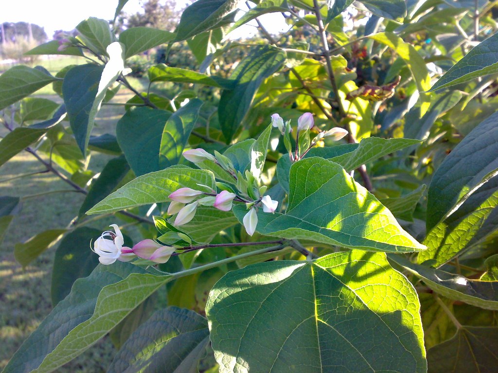 Clerodendrum trichotomum