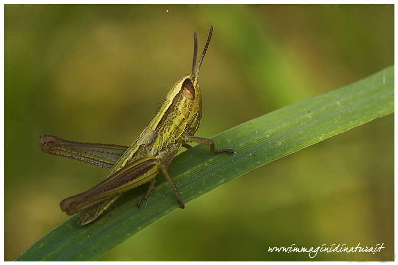 Cavalletta: Euchorthippus declivus (ninfa)