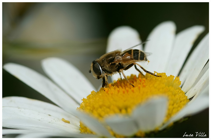 Eristalis cf. interrupta