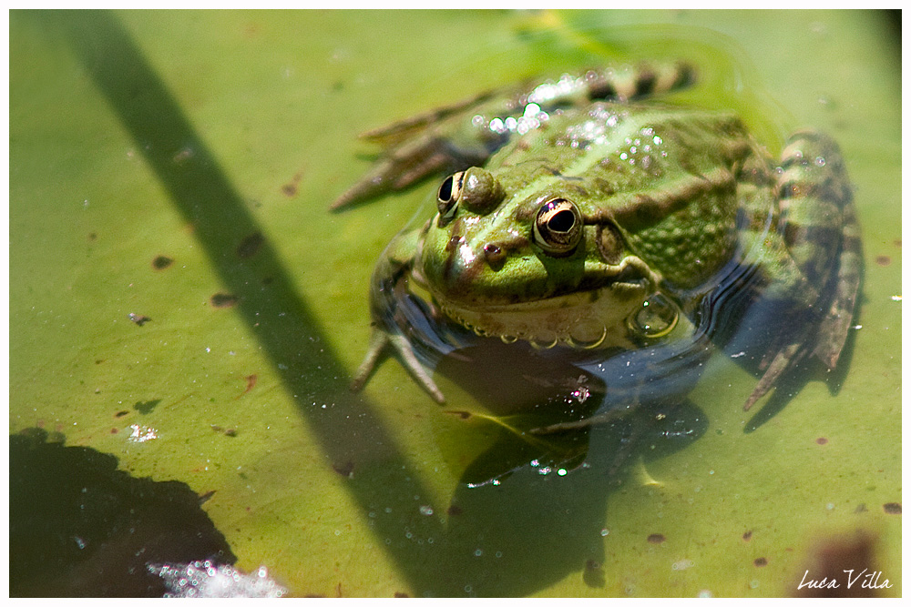 Rana da identificare ?? Pelophylax sp.