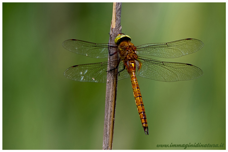 Libellula da identificare