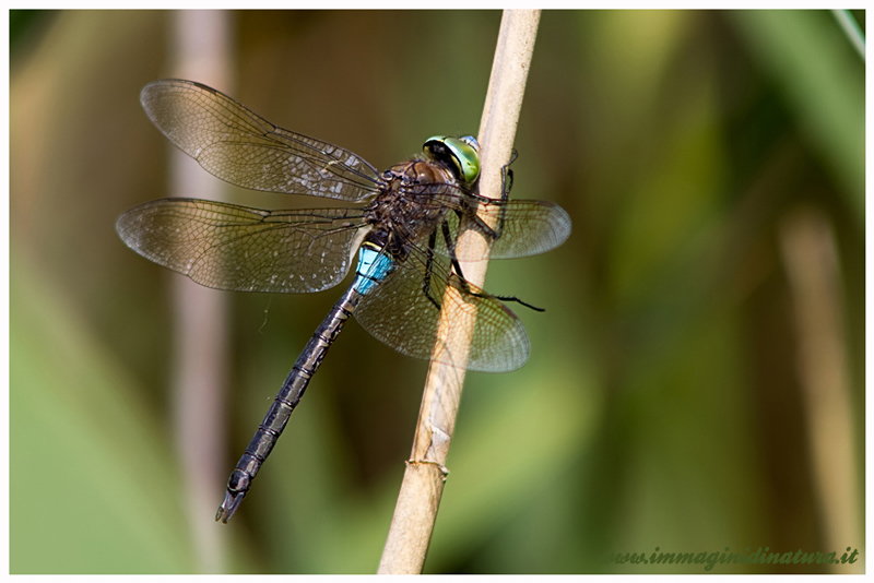 Libellula da identificare