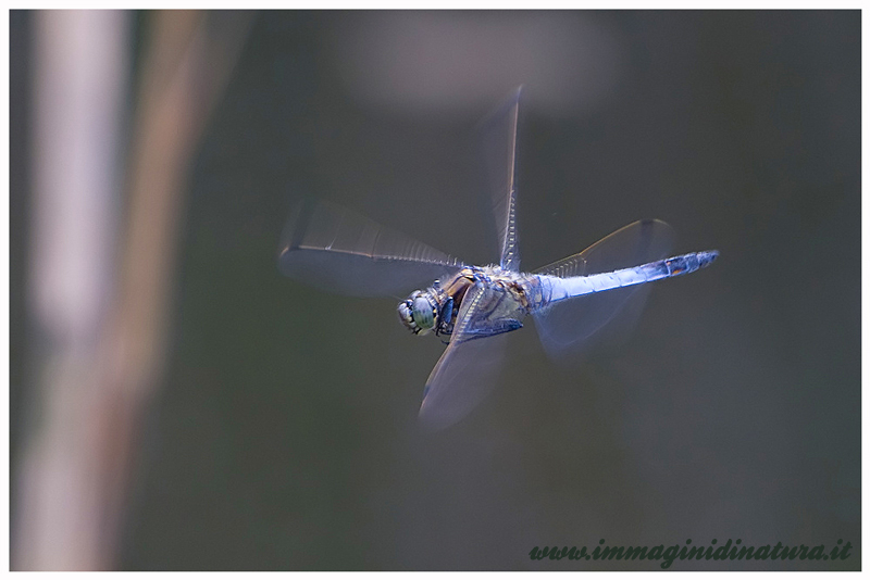 Riconoscimento - Orthetrum cancellatum (maschio)