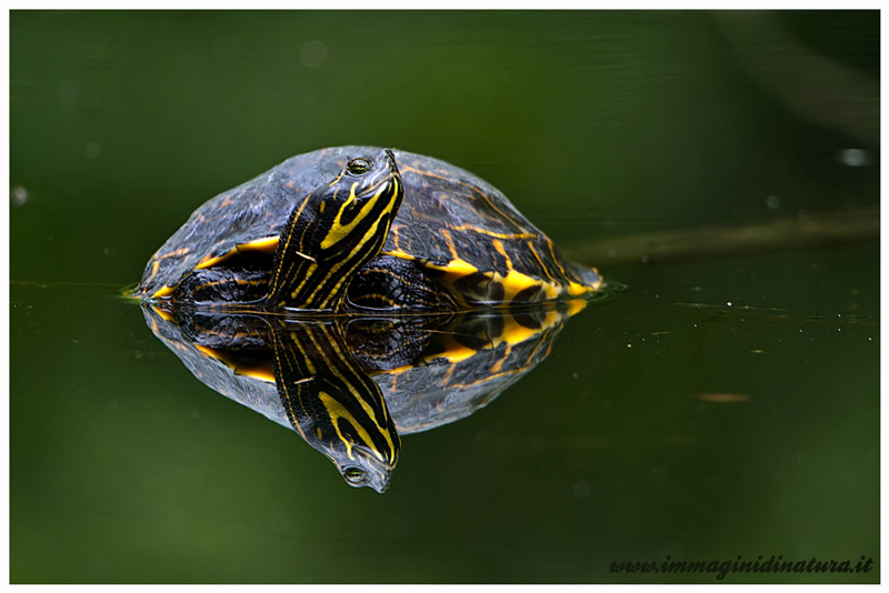 Trachemys scripta scripta ? S