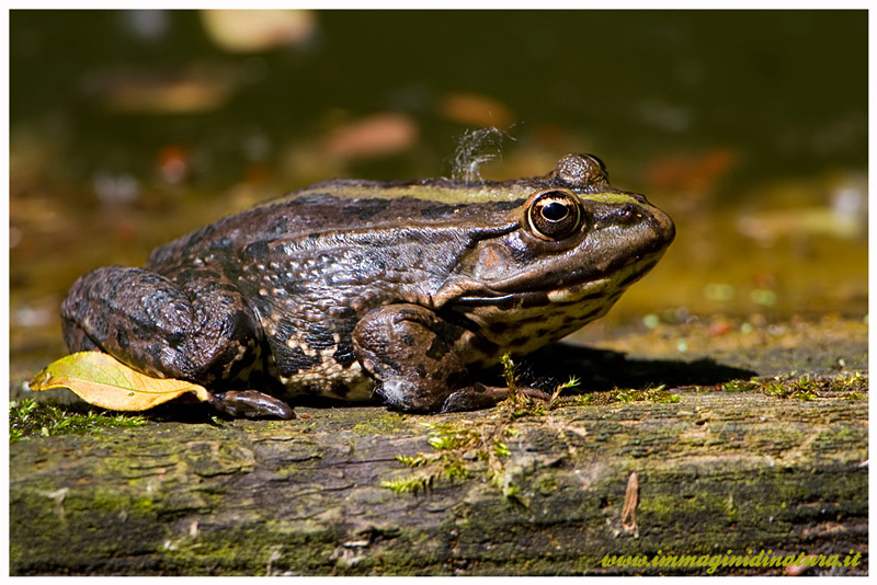 Rana verde ??? S, Pelophylax sp.