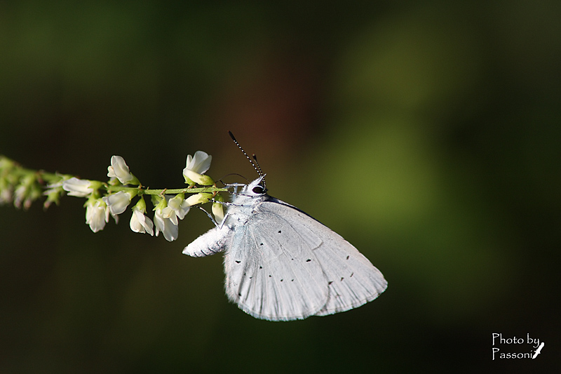 Aiuto per id!  - Celastrina argiolus