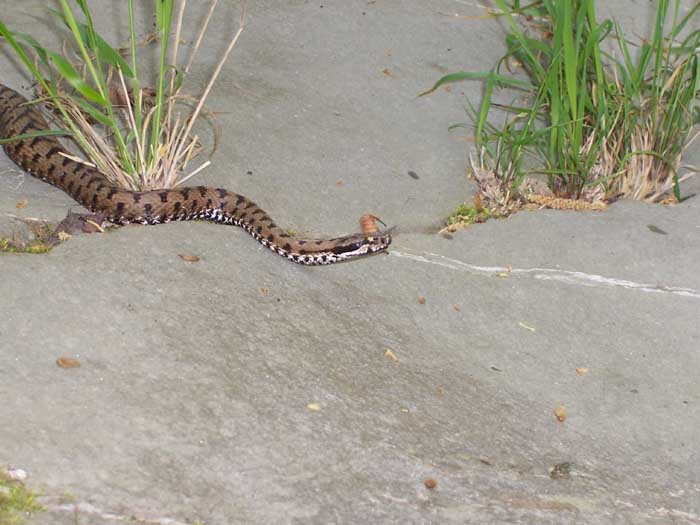 Vipera aspis