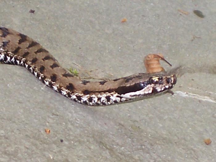 Vipera aspis