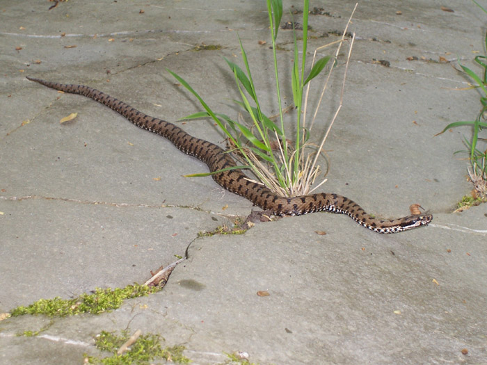 Vipera aspis