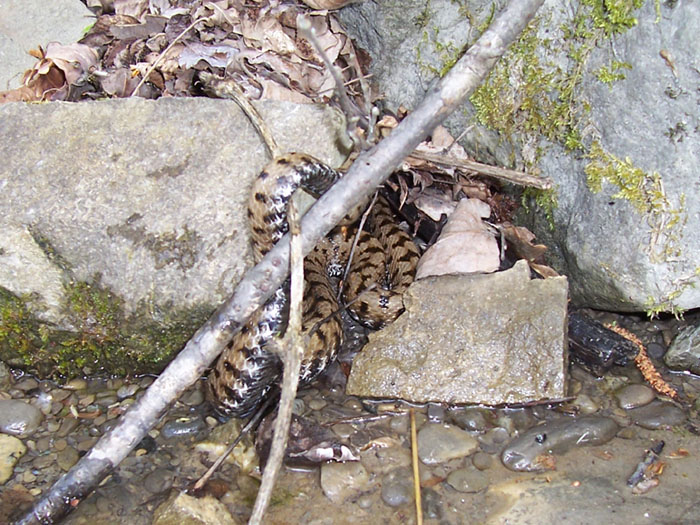 Vipera aspis