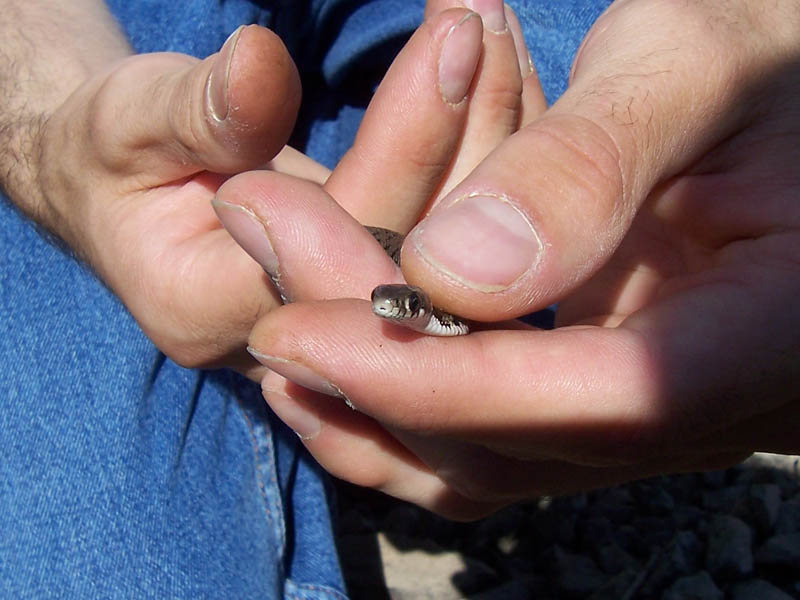 Natrix Natrix dell'' alto Appennino Piacentino