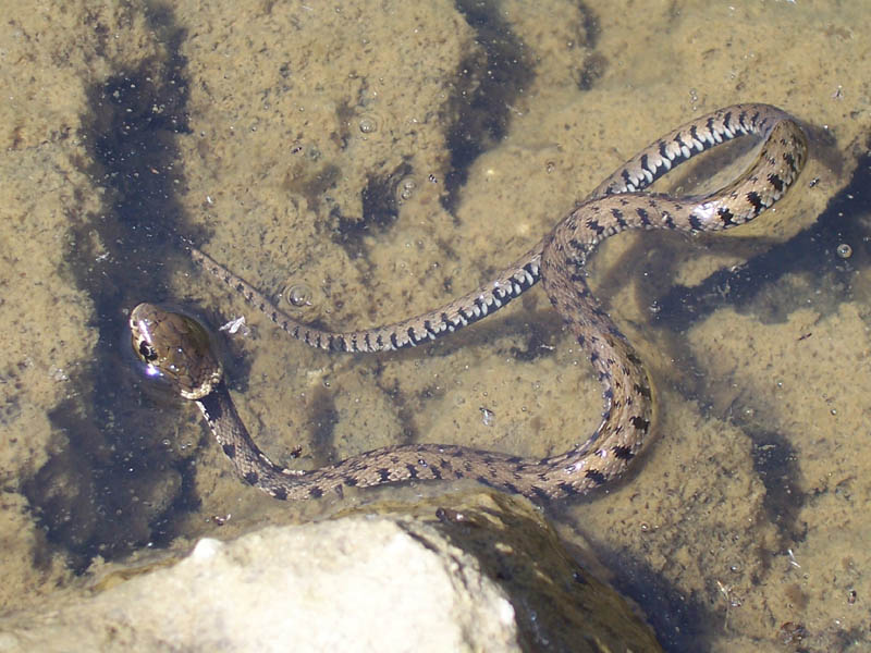 Natrix Natrix dell'' alto Appennino Piacentino