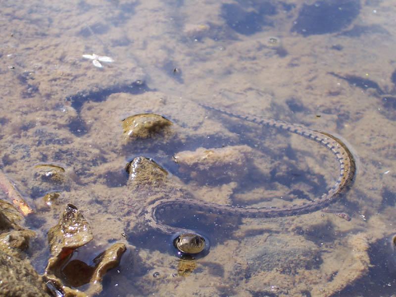 Natrix Natrix dell'' alto Appennino Piacentino