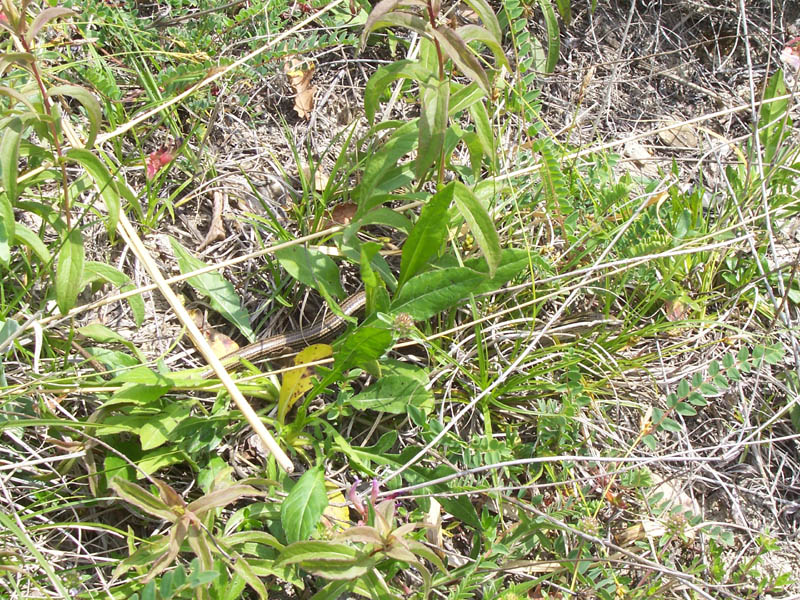 Luscengola lineata (Chalcides lineatus)