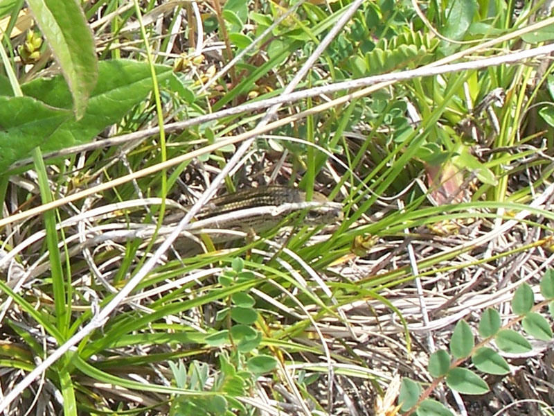 Luscengola lineata (Chalcides lineatus)