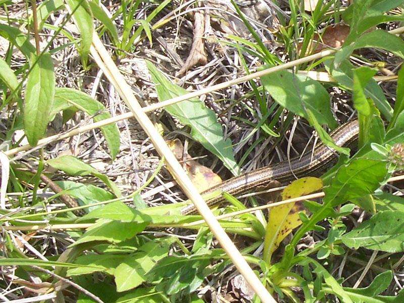 Luscengola lineata (Chalcides lineatus)