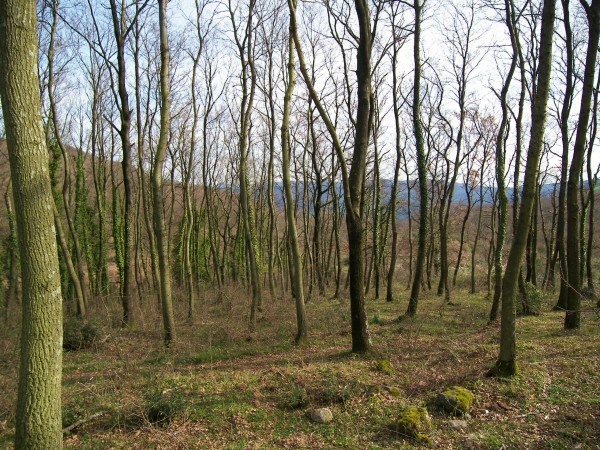 Alle rovine di Piantangeli