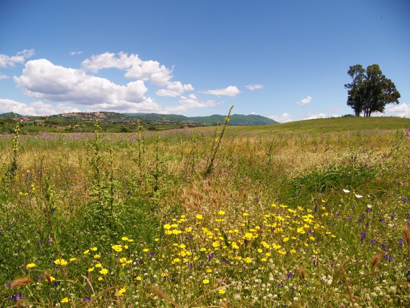 I Colli Lanuvini