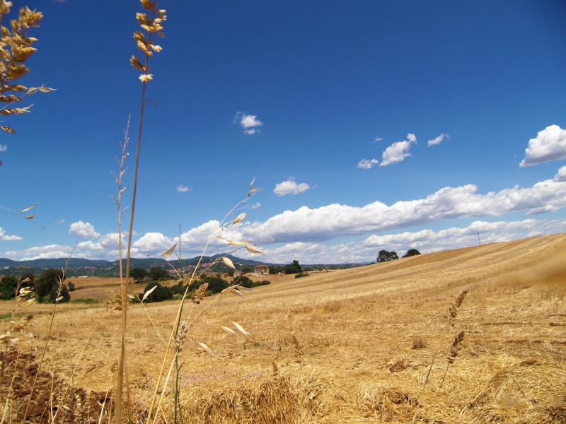 I Colli Lanuvini