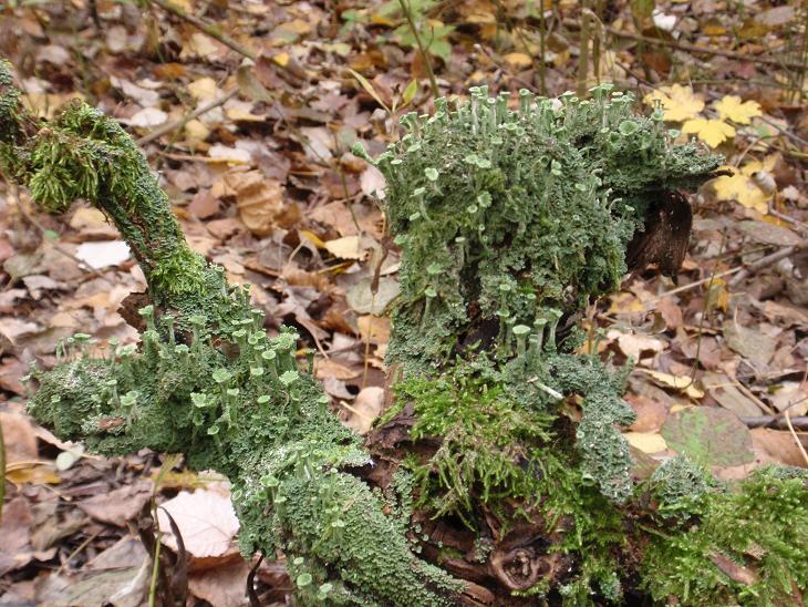 Cladonia fimbriata (L.) Fr. (1831) - Piemonte, Asti