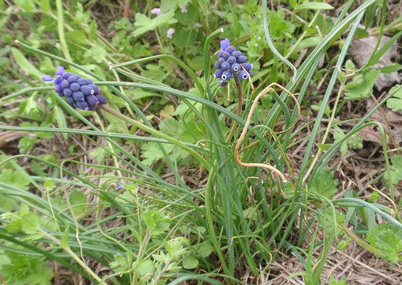 Muscari neglectum / Muscari ignorato