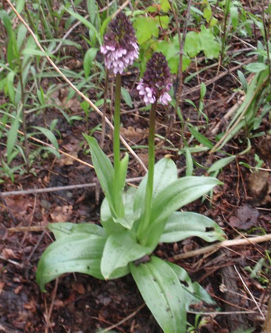 DALLE COLLINE ASTIGIANE: Orchis purpurea