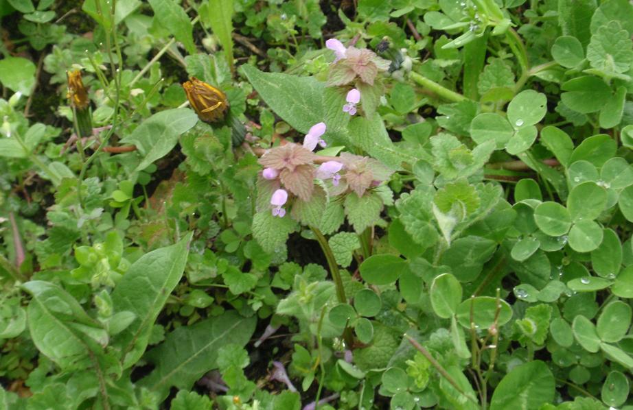 DALLE COLLINE ASTIGIANE: Lamium purpureum