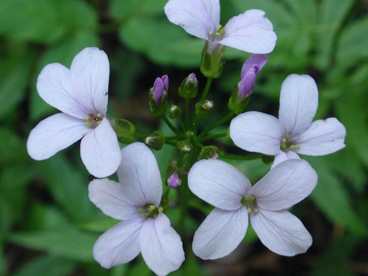 DALLE COLLINE ASTIGIANE: Cardamine bulbifera