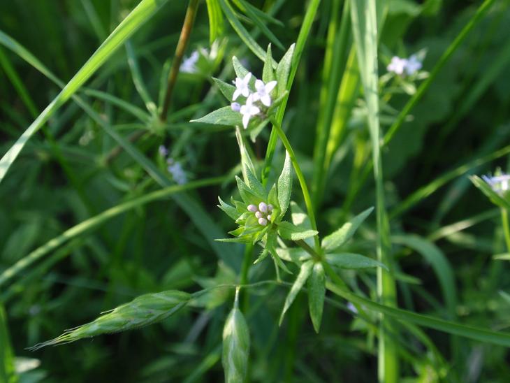 DALLE COLLINE ASTIGIANE: Sherardia arvensis