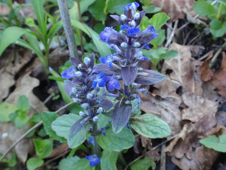 DALLE COLLINE ASTIGIANE: Ajuga reptans