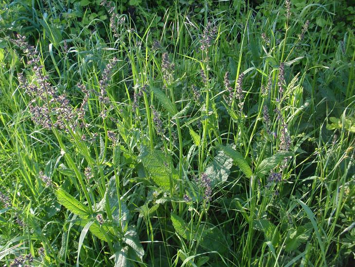 DALLE COLLINE ASTIGIANE: Salvia pratensis