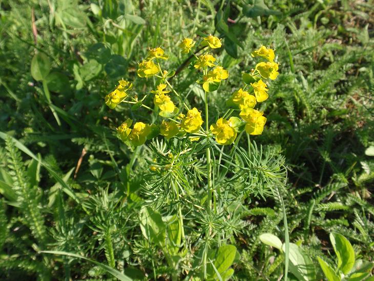 DALLE COLLINE ASTIGIANE: Euphorbia cyparissias