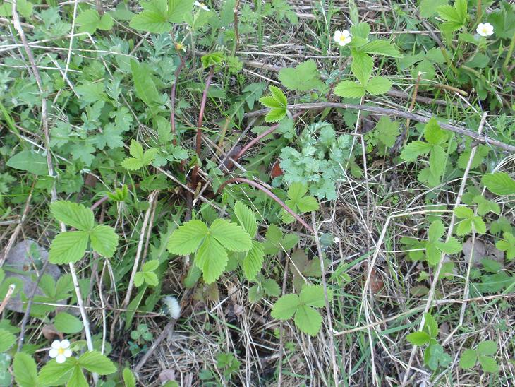 DALLE COLLINE ASTIGIANE: Fragaria vesca