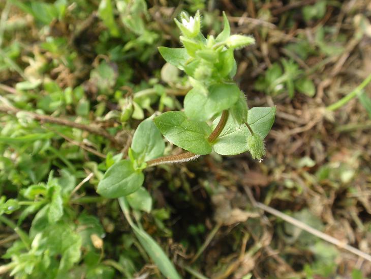 Stellaria media / Centocchio comune